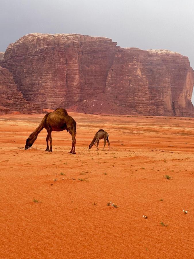 Wadi Rum Oryx Hostel & Tours Extérieur photo